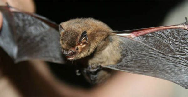 Ochránci přírody spolu s lesníky objevili na Vlašimsku vzácné netopýry