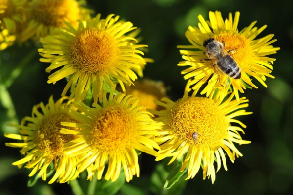 Středočeský kraj podporuje začínající včelaře 